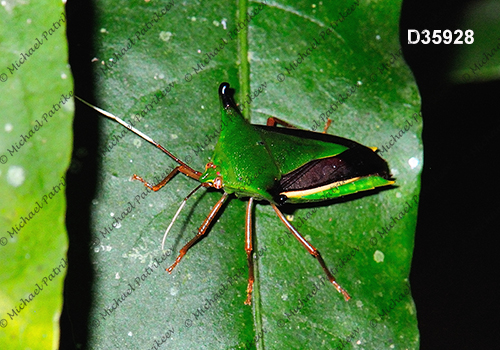 Edessa elaphus